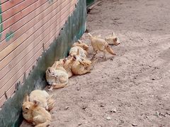 -上海野生动物园