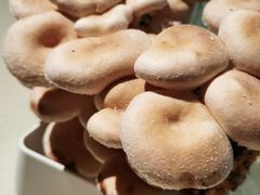 -番食园鲜食火锅(高新店)