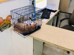 -瑞鹏宠物医院·超声·骨科·奇麟分院(蜀都万达店)
