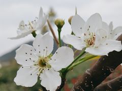 -树山生态村