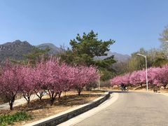 -北京鹫峰国家森林公园