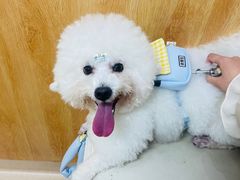 -菲丽丝宠物医院·24小时·猫科中心·免疫点(淮海分院)