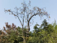 -香山公园