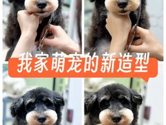 -鑫艺宠物美容培训学校