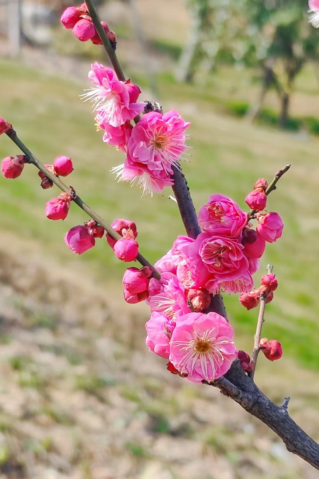春天的气息,梅花初绽