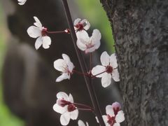 -海棠花溪(元大都城垣遗址公园)