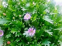 -龙大花卉苗木市场