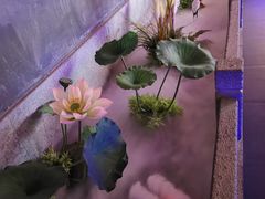 -韵秋荷(宝山龙湖天街店)