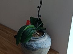 -仰生如卉推拿养生馆(酒仙桥店)