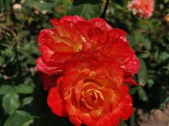 -上海共青森林公园