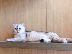 -飞行喵MR PILOT|猫舍·猫咖(静安大融城店)