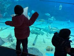 -烟台海昌鲸鲨海洋公园