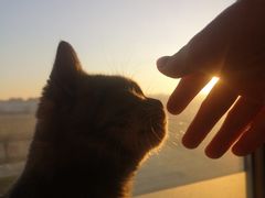 -猫的茶·猫咖