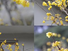 -无锡梅园公园