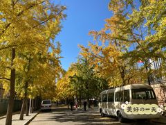 -三里屯东五街银杏大道