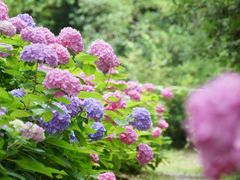 -上海滨江森林公园