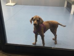 -伟伟宠物医院·CT影像中心·瑞派犬猫综合性门诊(汉口总院)