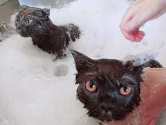 -PETKIT小佩宠物(古北店)