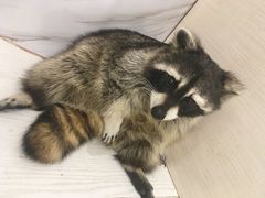 -浣熊柯尔鸭土拨鼠·电玩咖
