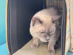 -北京观赏动物医院·24小时大型综合·猫专科·异宠专科