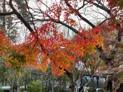 -秋霞圃