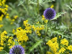 -白草畔自然风景区