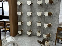-喵园·猫主题咖啡厅·撸猫·猫咖(国贸店)