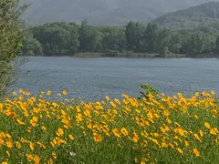 -金孔雀温泉旅游度假村