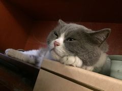 -万小咖.猫咖(中山路天虹店)