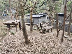 -都江堰中华大熊猫苑