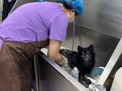 -北京观赏动物医院·24小时大型综合·猫专科·异宠专科