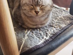 -平行世界·猫咖(首经贸店)