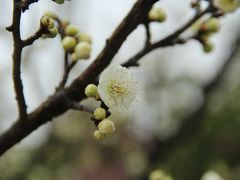 -香雪海