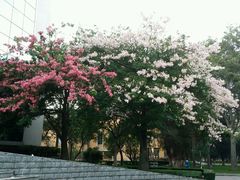 -中山大学学者灵芝(园南路店)
