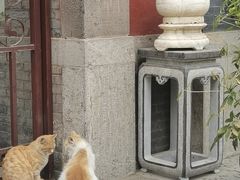 -护国法轮寺