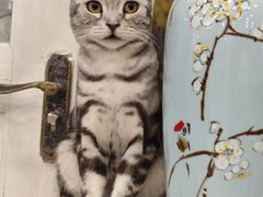 -共舞时光猫咖·狗咖(新街口店)