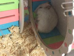 -雨林宠物医院 非犬猫异宠专科