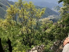-王顺山国家森林公园