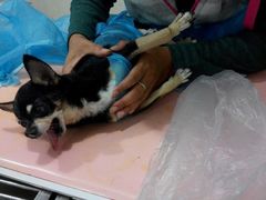 android_upload_pic-瑞派福兴宠物医院犬猫全科·骨科·中西医结合(河东店)