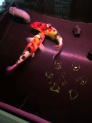 -鳌首刺青纹身 穿孔饰品店