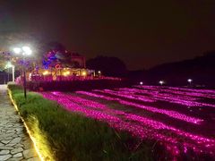 -大塘金香草谷