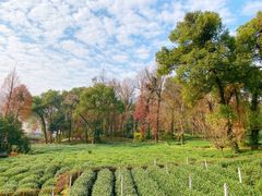 -野蔓果·山野菜(西湖景区·龙井茶田店)