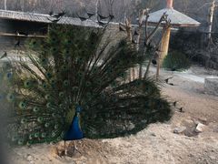 -石家庄市动物园