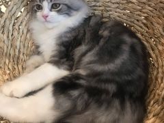 -飞行喵MR PILOT|猫舍·猫咖(静安大融城店)