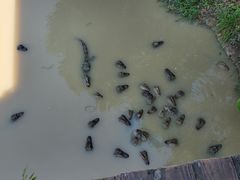 -中国扬子鳄村