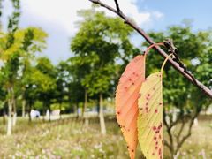 -上海长兴岛郊野公园