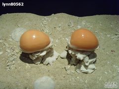 -亚龙湾中心广场·贝壳馆