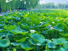 -莲花池公园