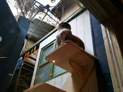 -猫咪博物馆(顶澳仔猫街店)