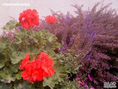 DSC03333-意大利农场度假村